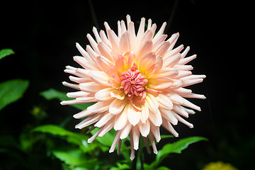 Image showing beautiful dahlia flower