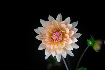 Image showing beautiful dahlia flower