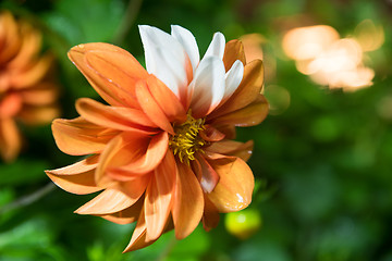 Image showing beautiful orange dahlia flower
