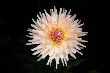 Image showing beautiful dahlia flower