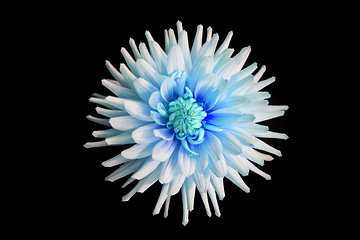 Image showing beautiful blue dahlia flower