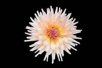 Image showing beautiful dahlia flower isolated