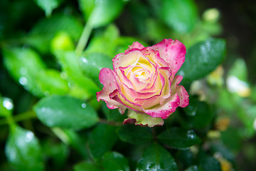 Image showing rose flower in garden