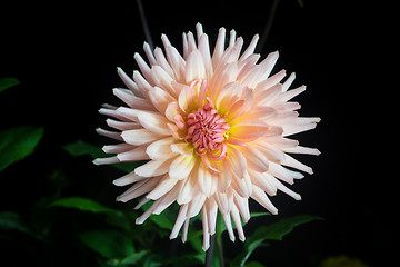 Image showing beautiful dahlia flower