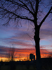 Image showing silhouette trees at sunset