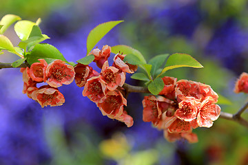 Image showing Colorful Spring Cherry Flowers