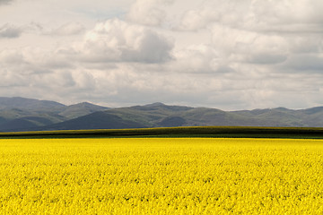 Image showing Colza field