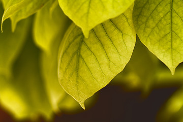 Image showing Green leaves