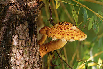 Image showing brown tree fungus