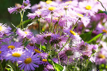 Image showing Purple flower