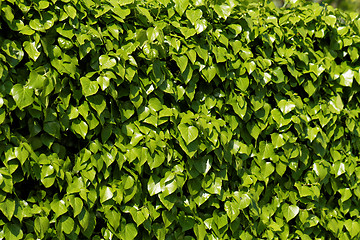 Image showing Green leaves