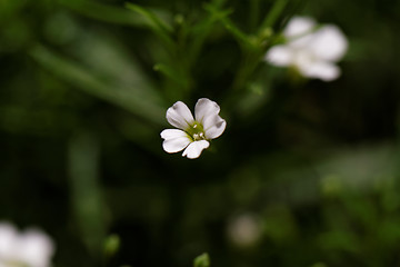 Image showing Sweet alyssum