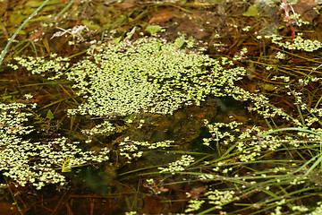 Image showing Duckweed