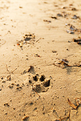 Image showing Animal foot print