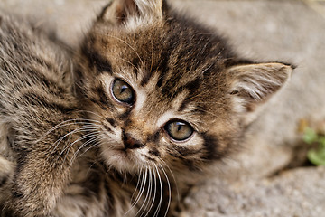 Image showing Cute small cat