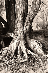 Image showing Tree root