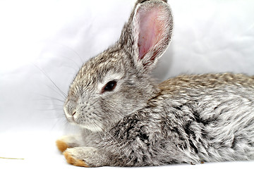 Image showing Gray rabbit