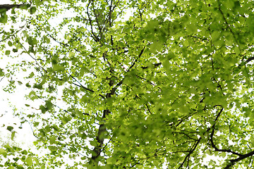 Image showing Green leaf