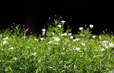 Image showing Sweet alyssum