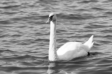 Image showing White swan