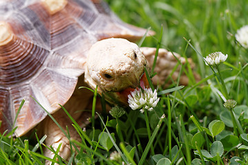 Image showing African Spurred Tortoise