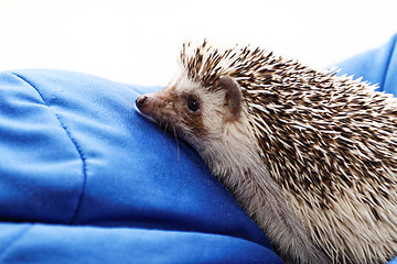 Image showing Cute hedgehog