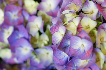 Image showing Hydrangea