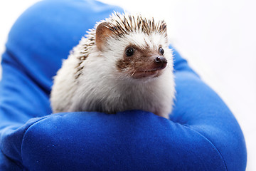 Image showing Cute hedgehog