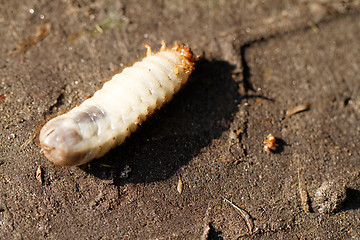 Image showing Chafer grubs