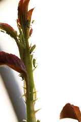 Image showing Green aphid