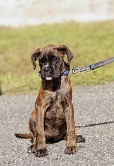 Image showing Boxer dog