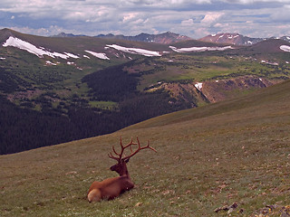 Image showing Resting Bull