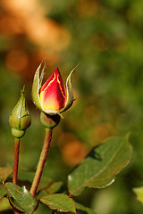 Image showing Rosebud