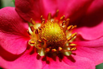 Image showing Strawberry flower