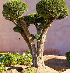 Image showing brown  old ruin in     construction  garden tree