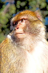 Image showing old monkey in africa  natural background fauna 