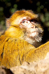 Image showing old monkey in africa morocco and  