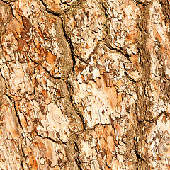 Image showing barck in the abstract close up of a tree color and texture