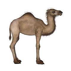 Image showing Dromedary or Arabian Camel