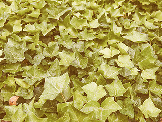 Image showing Retro looking Ivy leaves