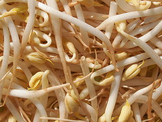 Image showing Mung bean sprouts vegetables