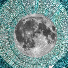 Image showing Full moon over Tilia stem micrograph