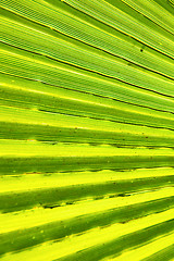 Image showing abstract green leaf in blur africa