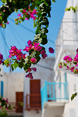 Image showing flower   in the isle of greece antorini europe old house and whi