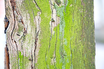 Image showing in england london old bark and  texture