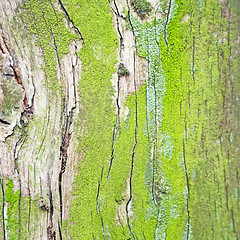 Image showing in england london old bark and abstract wood texture