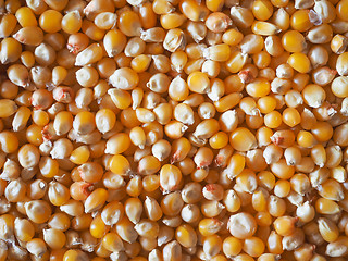 Image showing Pop corn maize