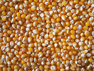 Image showing Pop corn maize