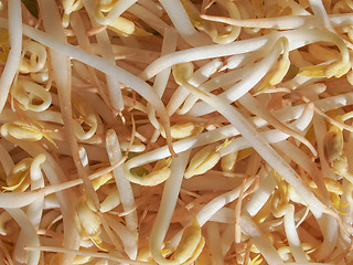 Image showing Mung bean sprouts vegetables