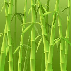 Image showing bamboo trees